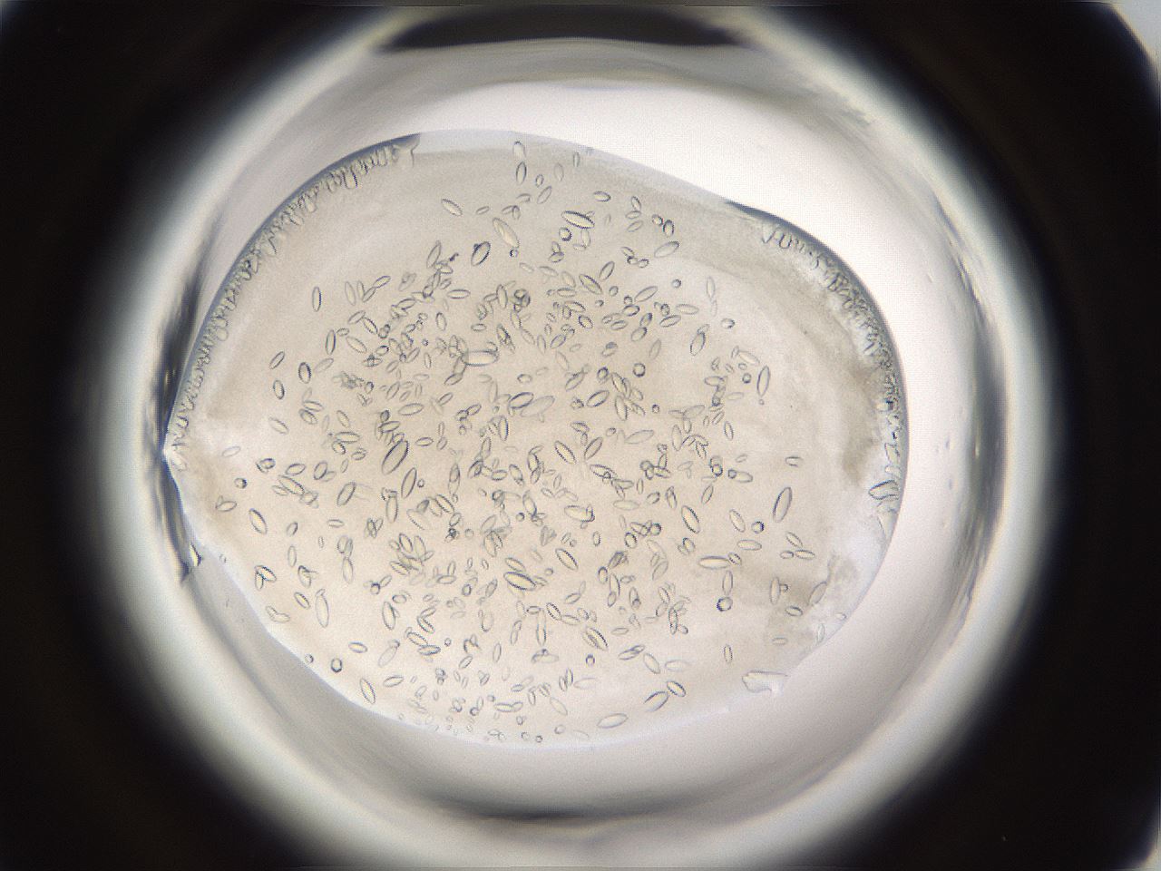 folderID661_plateID1661_batchID6958_wellNum37_profileID1_d1_r110501_ef.jpg