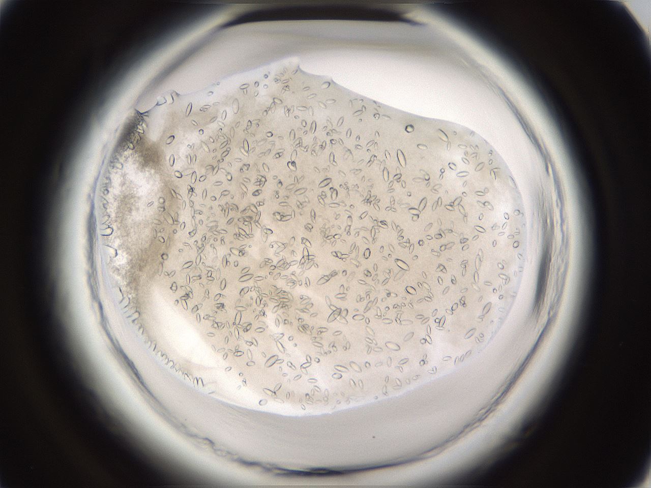 folderID661_plateID1661_batchID6958_wellNum38_profileID1_d1_r110504_ef.jpg
