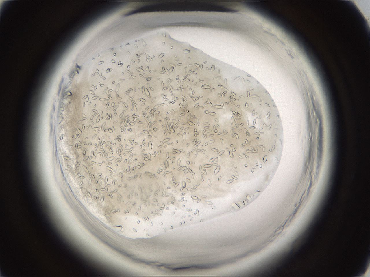 folderID661_plateID1661_batchID6958_wellNum39_profileID1_d1_r110507_ef.jpg