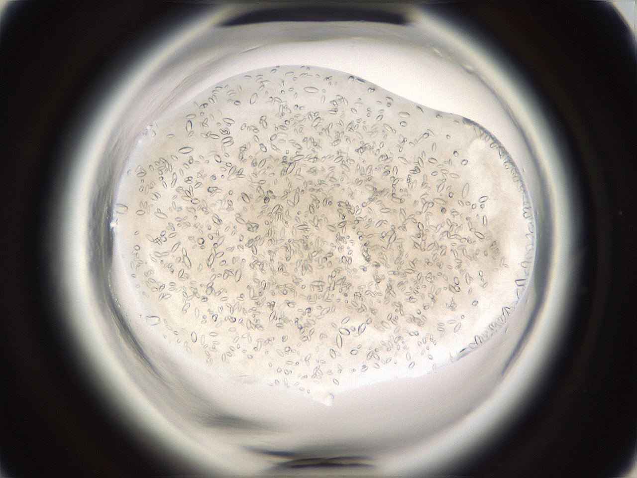 folderID661_plateID1661_batchID6958_wellNum42_profileID1_d1_r110516_ef.jpg