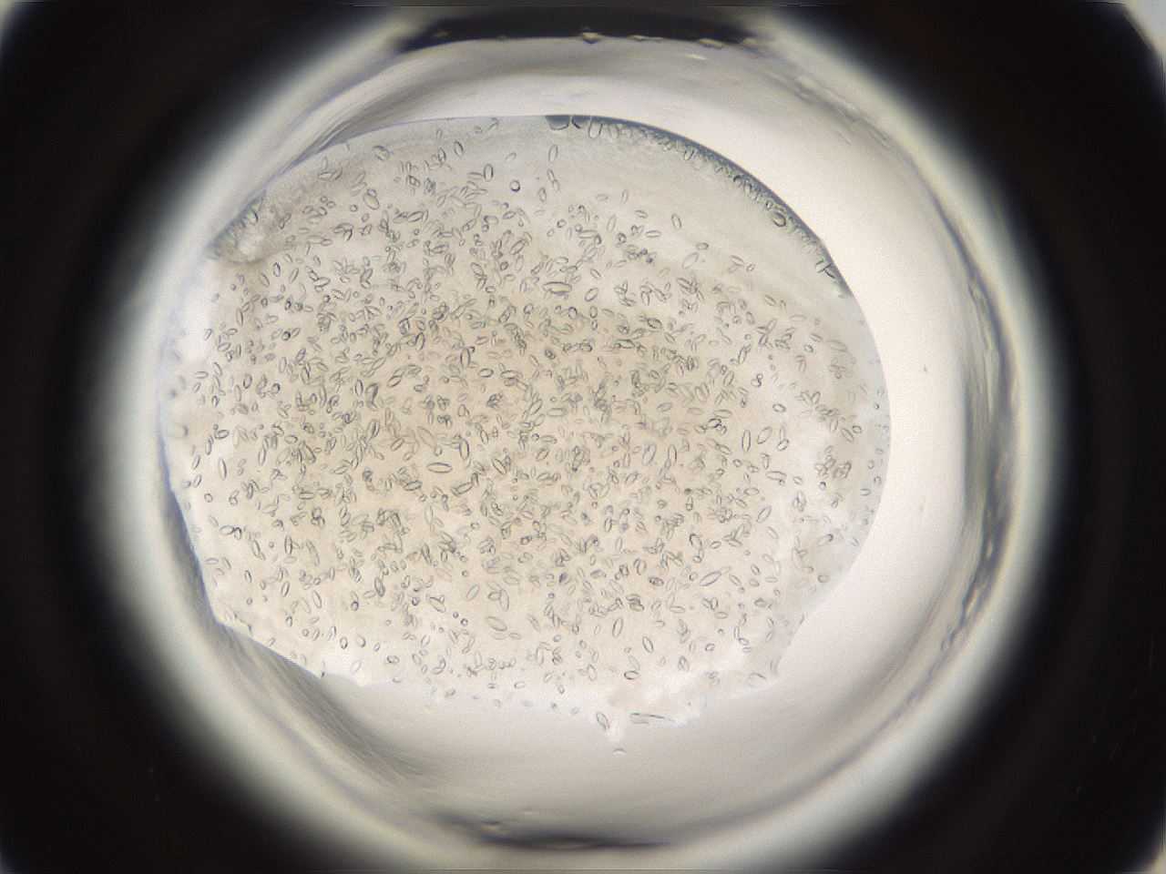 folderID661_plateID1661_batchID6958_wellNum44_profileID1_d1_r110522_ef.jpg