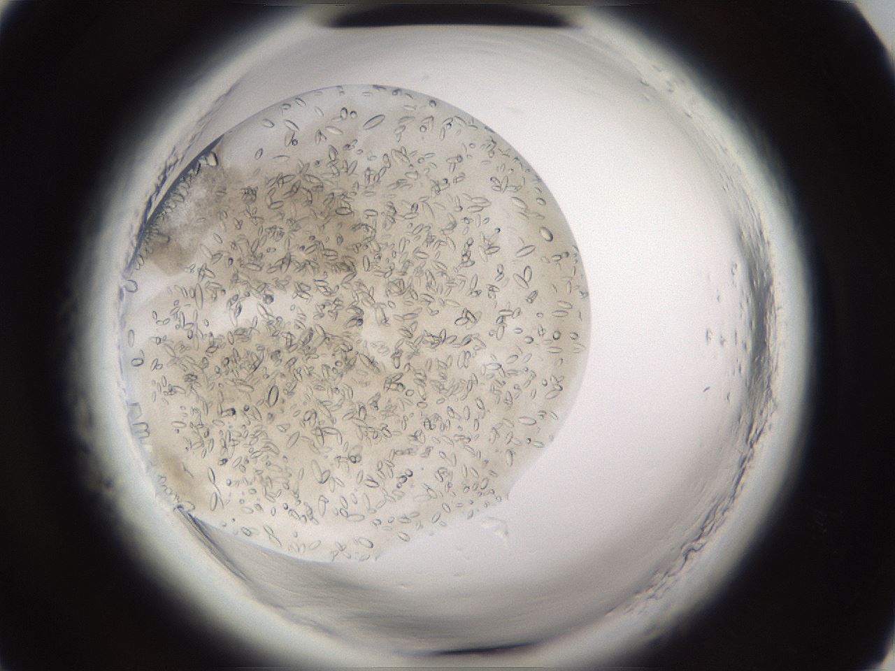 folderID661_plateID1661_batchID6958_wellNum4_profileID1_d1_r110645_ef.jpg