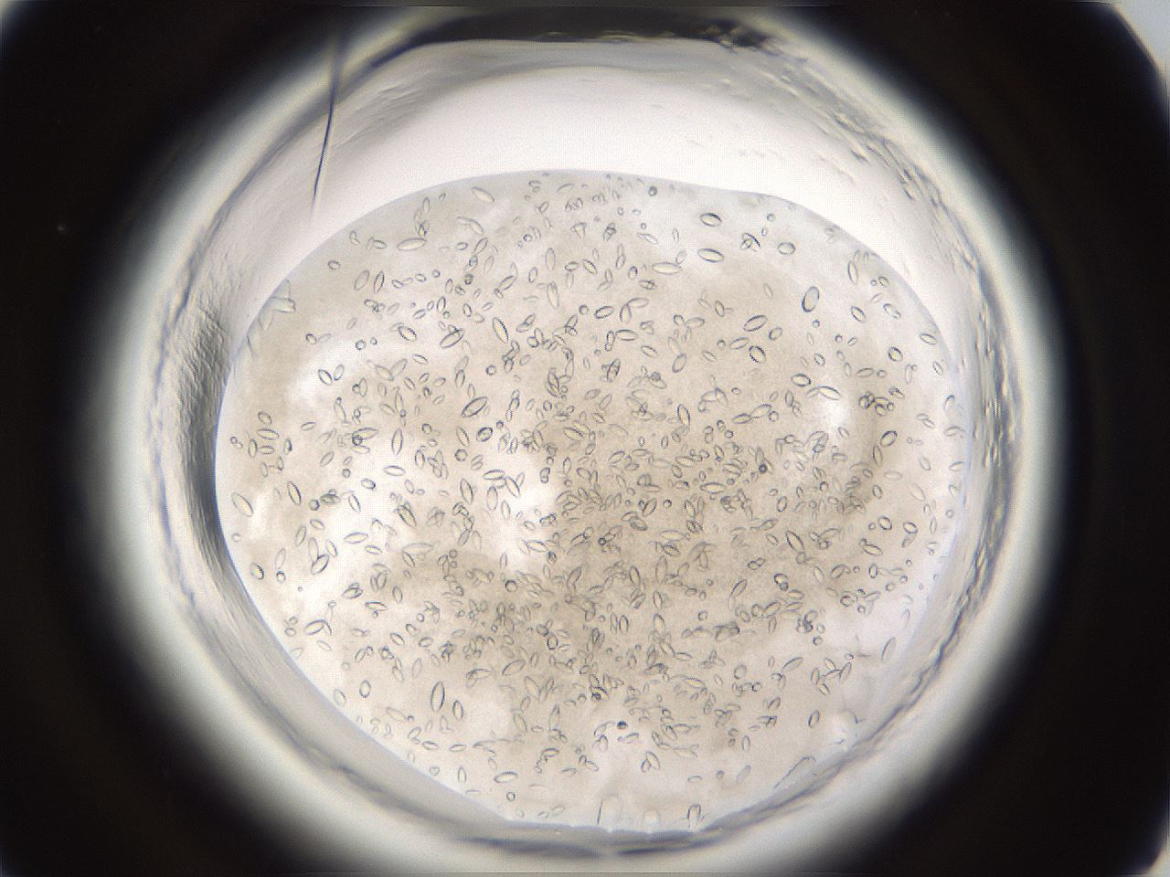 folderID661_plateID1661_batchID6958_wellNum50_profileID1_d1_r110531_ef.jpg