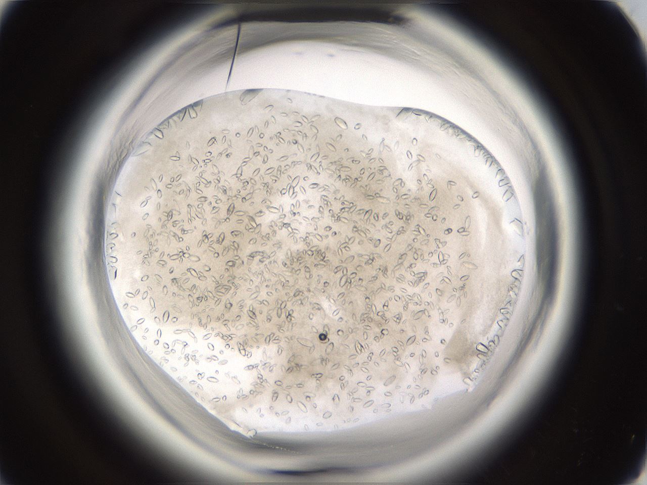 folderID661_plateID1661_batchID6958_wellNum53_profileID1_d1_r110540_ef.jpg