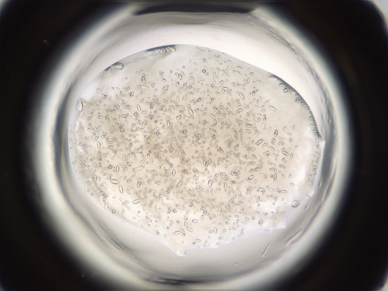 folderID661_plateID1661_batchID6958_wellNum55_profileID1_d1_r110546_ef.jpg