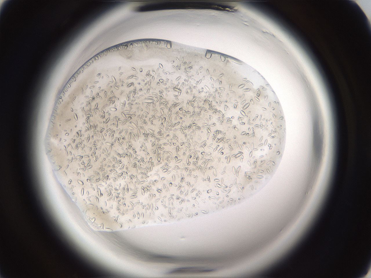 folderID661_plateID1661_batchID6958_wellNum5_profileID1_d1_r110648_ef.jpg