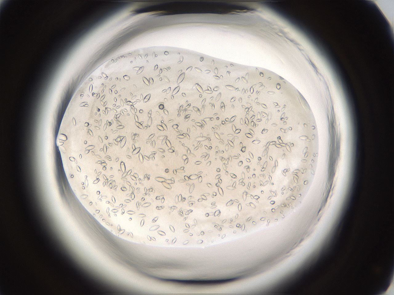 folderID661_plateID1661_batchID6958_wellNum61_profileID1_d1_r110555_ef.jpg
