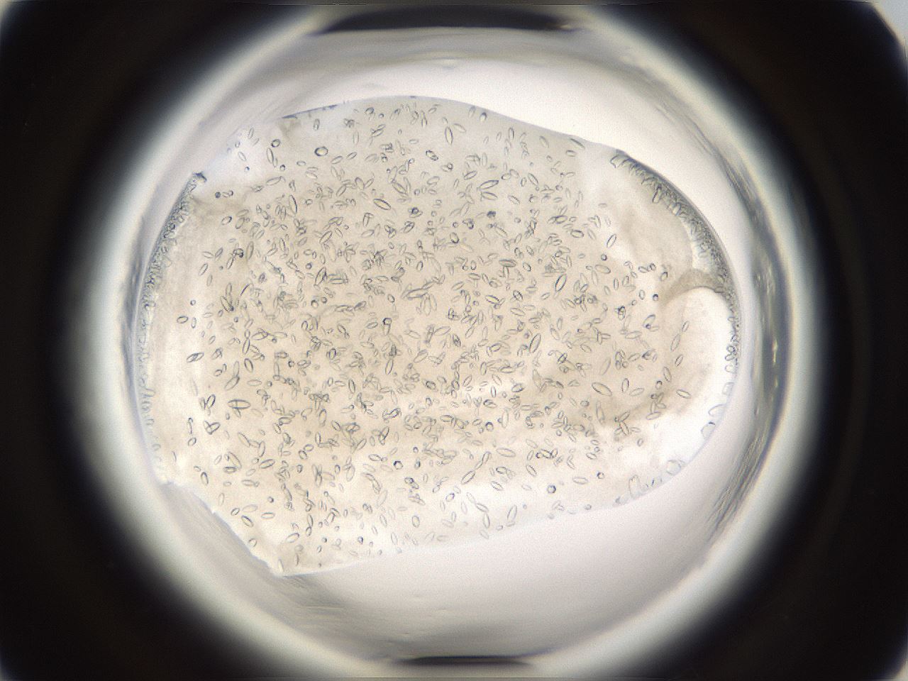 folderID661_plateID1661_batchID6958_wellNum30_profileID1_d1_r110489_ef.jpg