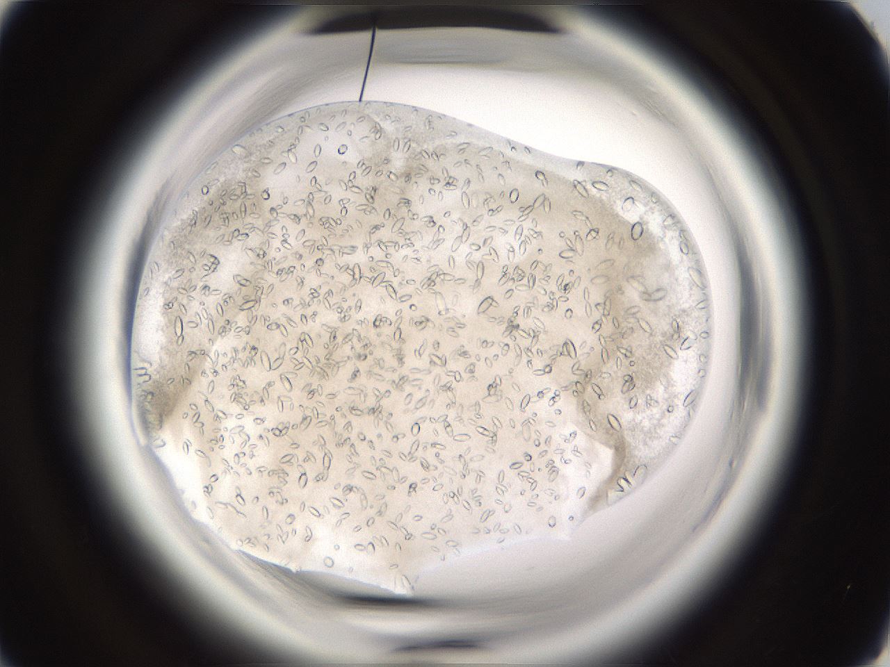 folderID661_plateID1661_batchID6958_wellNum41_profileID1_d1_r110513_ef.jpg