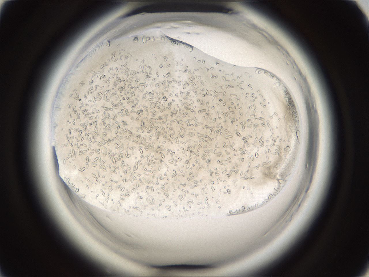 folderID661_plateID1661_batchID6958_wellNum45_profileID1_d1_r110525_ef.jpg