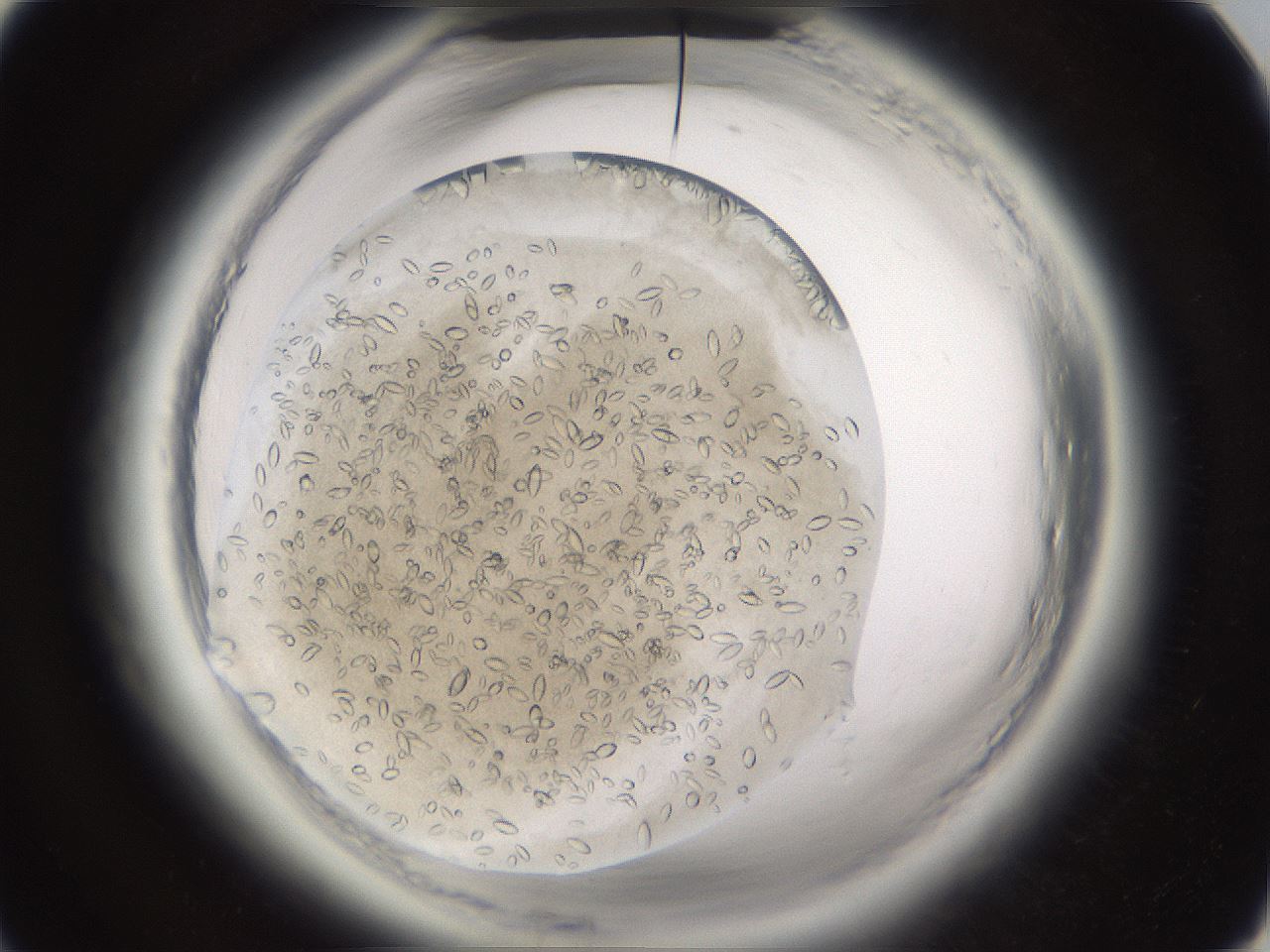 folderID661_plateID1661_batchID6958_wellNum52_profileID1_d1_r110537_ef.jpg