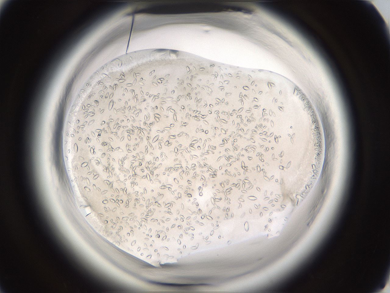 folderID661_plateID1661_batchID6958_wellNum65_profileID1_d1_r110567_ef.jpg
