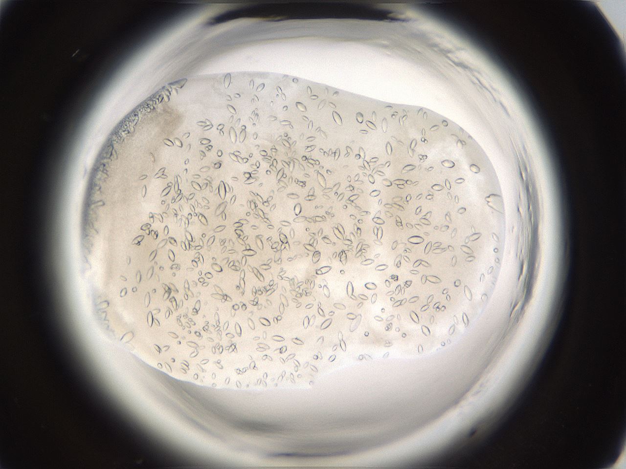 folderID661_plateID1661_batchID6958_wellNum73_profileID1_d1_r110582_ef.jpg
