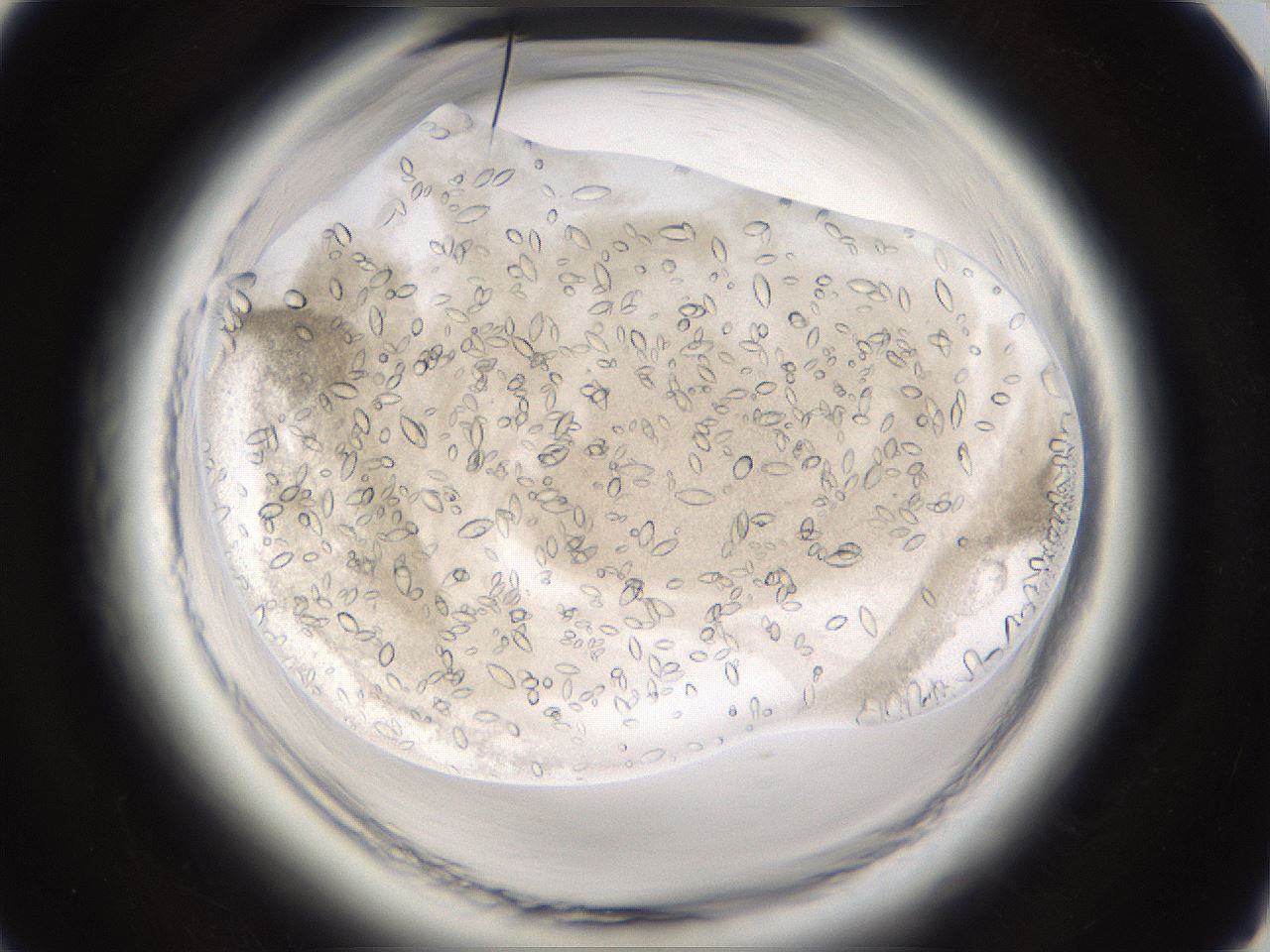 folderID661_plateID1661_batchID6958_wellNum74_profileID1_d1_r110585_ef.jpg