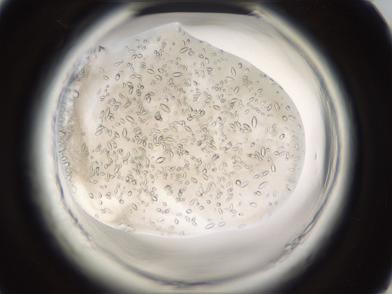 folderID661_plateID1661_batchID6958_wellNum75_profileID1_d1_r110588_ef.jpg