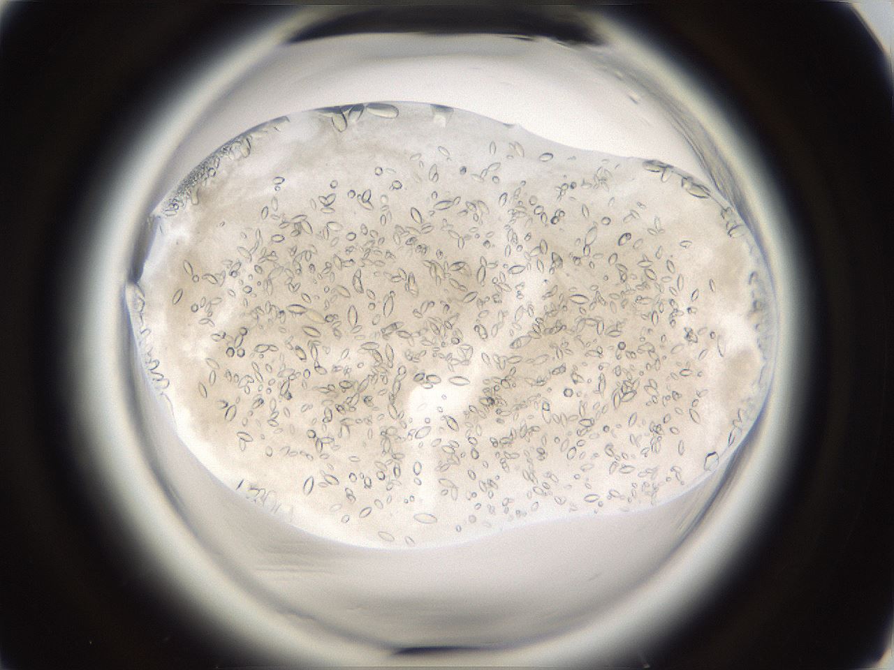 folderID661_plateID1661_batchID6958_wellNum78_profileID1_d1_r110597_ef.jpg