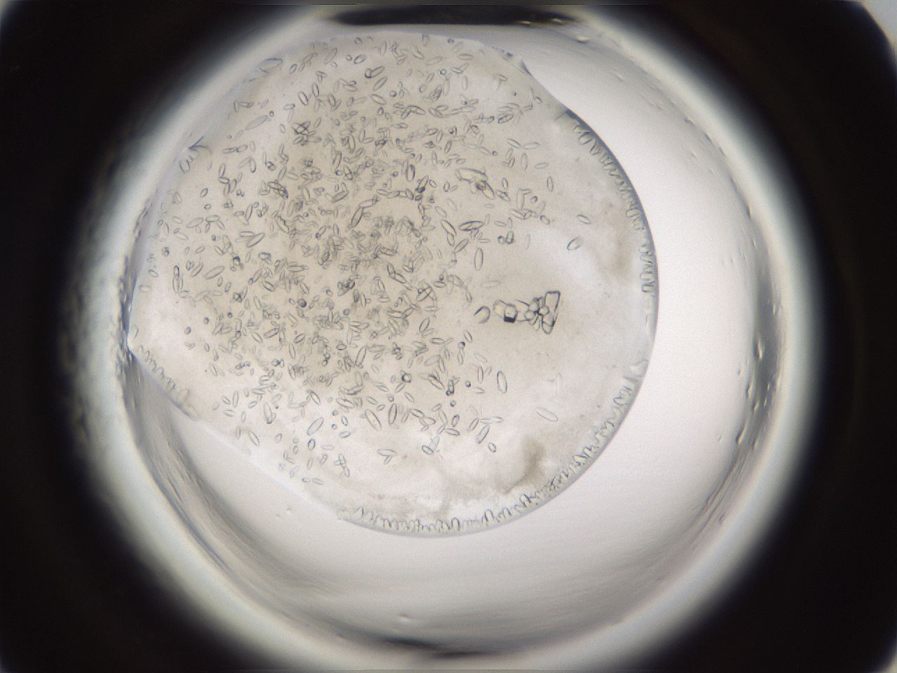 folderID661_plateID1661_batchID6958_wellNum7_profileID1_d1_r110654_ef.jpg