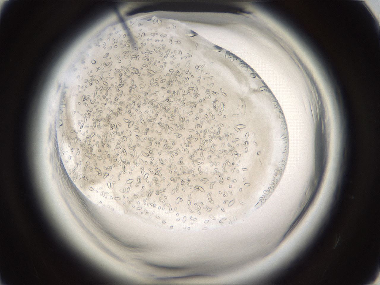 folderID661_plateID1661_batchID6958_wellNum80_profileID1_d1_r110603_ef.jpg