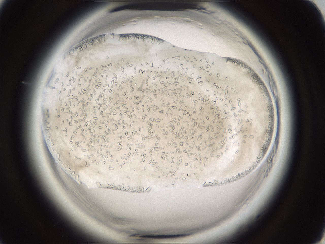 folderID661_plateID1661_batchID6958_wellNum81_profileID1_d1_r110606_ef.jpg