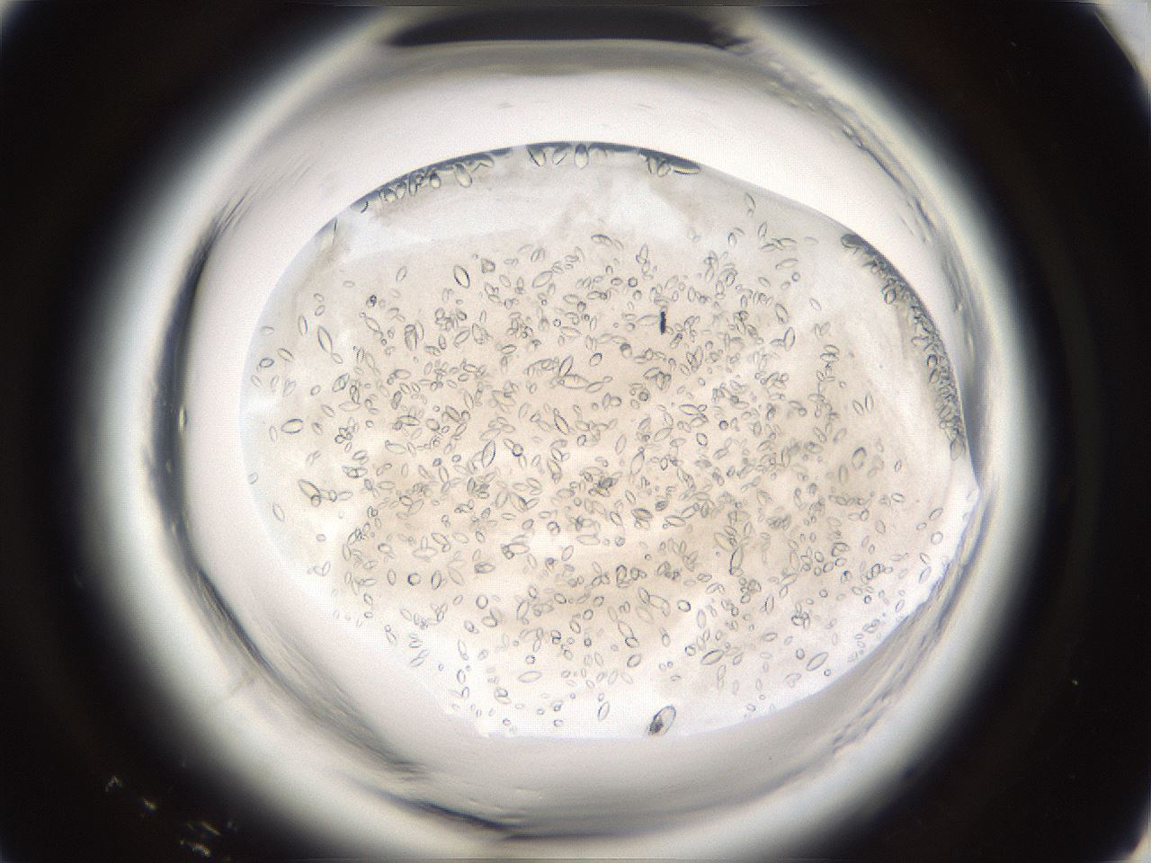 folderID661_plateID1661_batchID6958_wellNum91_profileID1_d1_r110627_ef.jpg