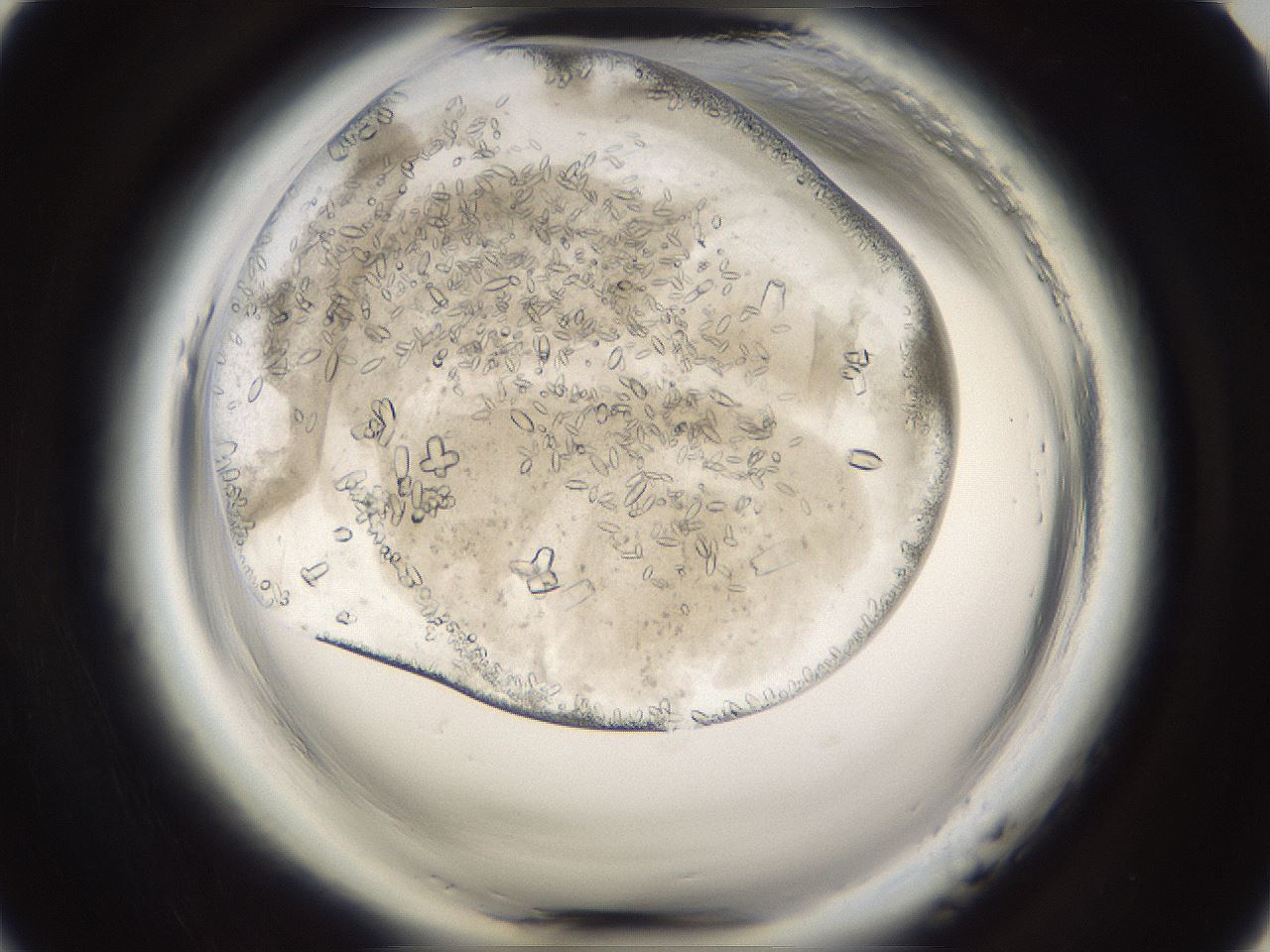 folderID661_plateID1661_batchID6958_wellNum9_profileID1_d1_r110660_ef.jpg