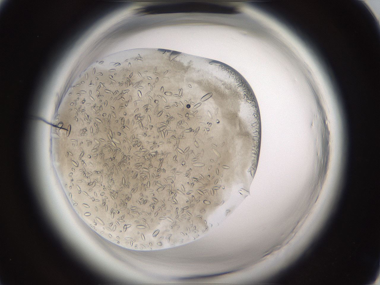 folderID661_plateID1661_batchID6961_wellNum13_profileID1_d1_r110447_ef.jpg