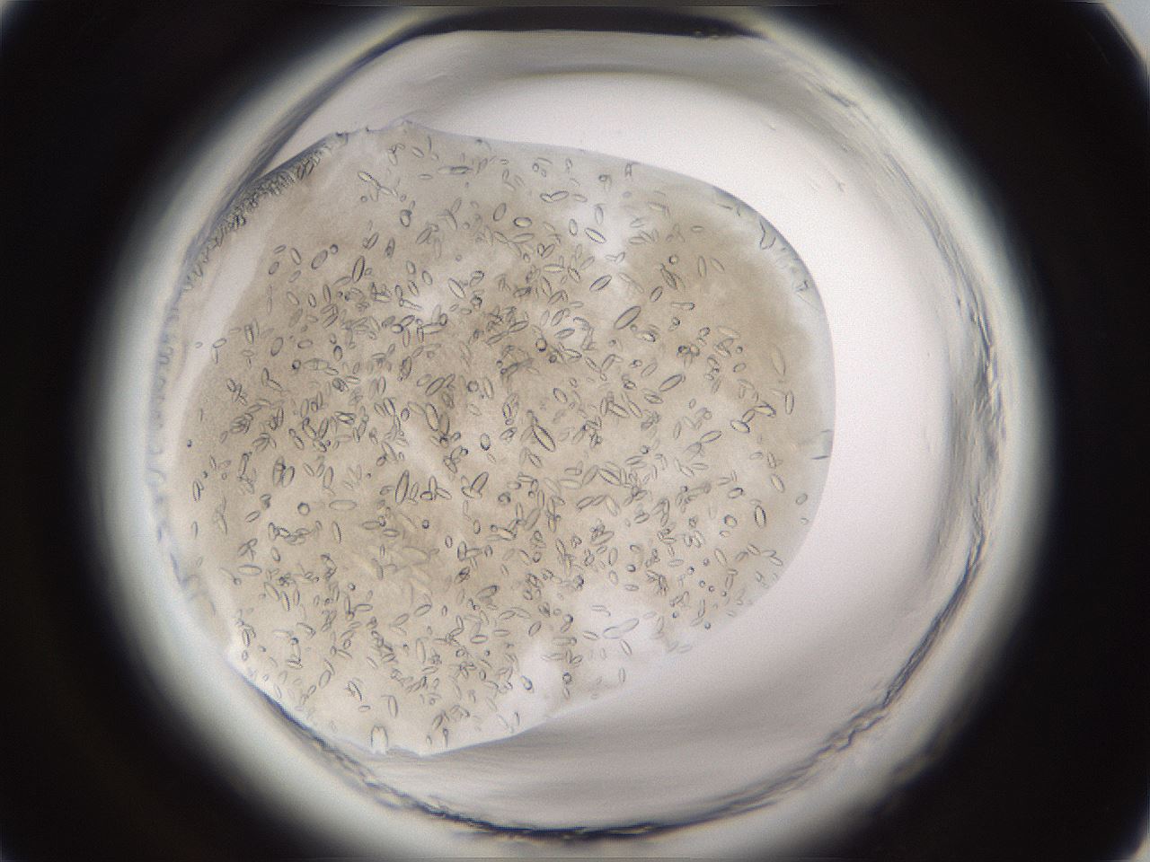 folderID661_plateID1661_batchID6961_wellNum14_profileID1_d1_r110450_ef.jpg