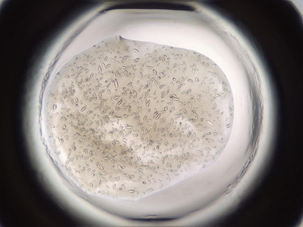 folderID661_plateID1661_batchID6961_wellNum26_profileID1_d1_r110477_ef.jpg