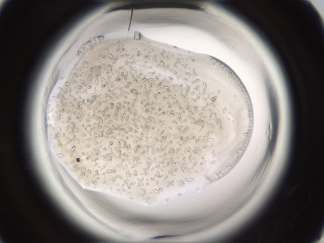 folderID661_plateID1661_batchID6961_wellNum29_profileID1_d1_r110486_ef.jpg