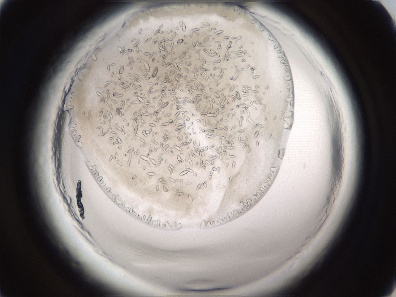 folderID661_plateID1661_batchID6961_wellNum2_profileID1_d1_r110639_ef.jpg