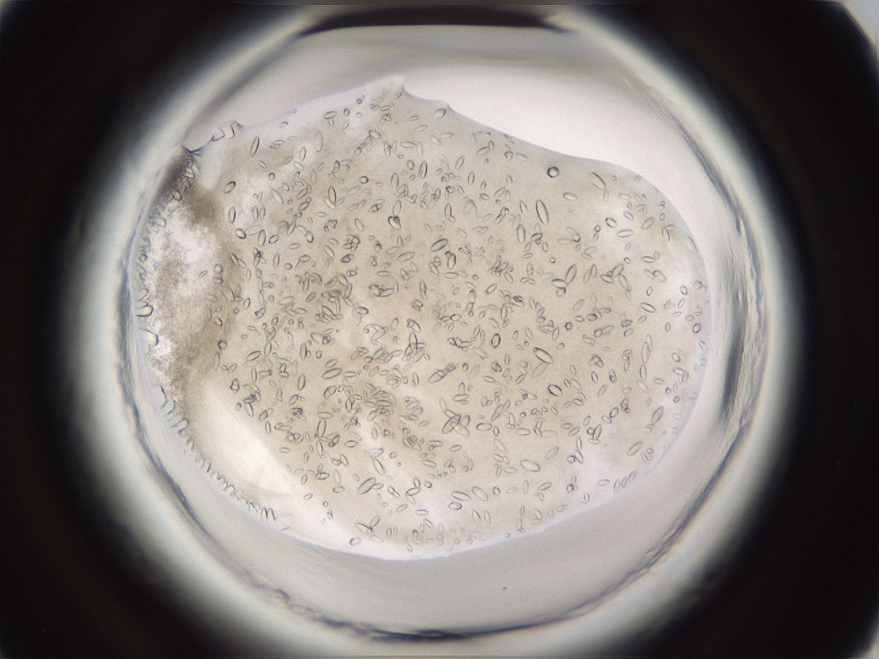 folderID661_plateID1661_batchID6961_wellNum38_profileID1_d1_r110504_ef.jpg