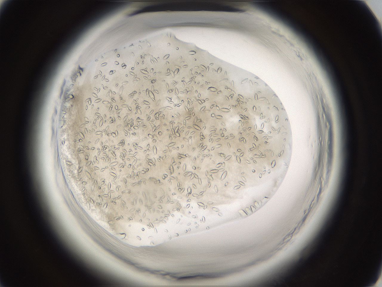 folderID661_plateID1661_batchID6961_wellNum39_profileID1_d1_r110507_ef.jpg