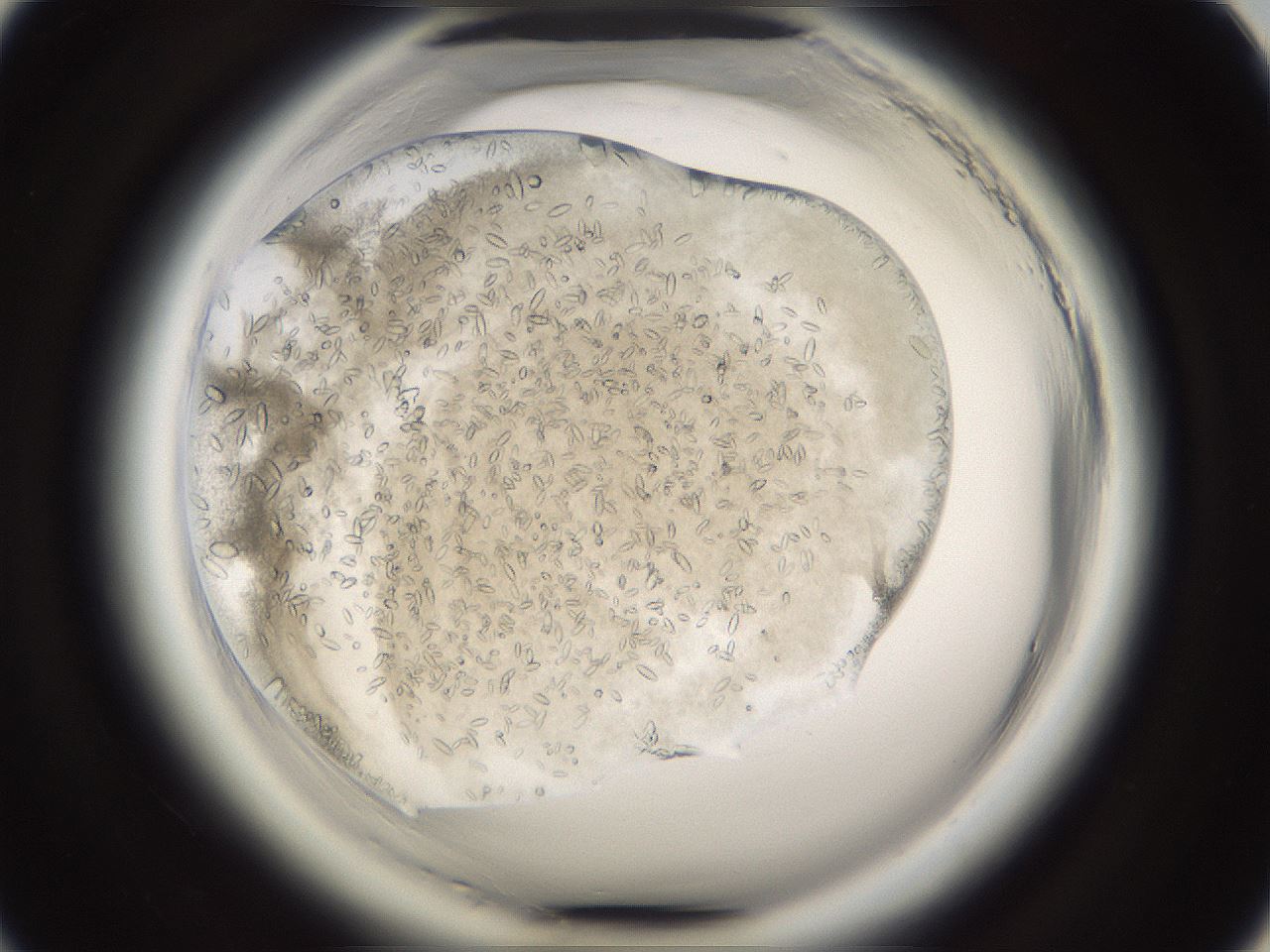 folderID661_plateID1661_batchID6961_wellNum21_profileID1_d1_r110471_ef.jpg