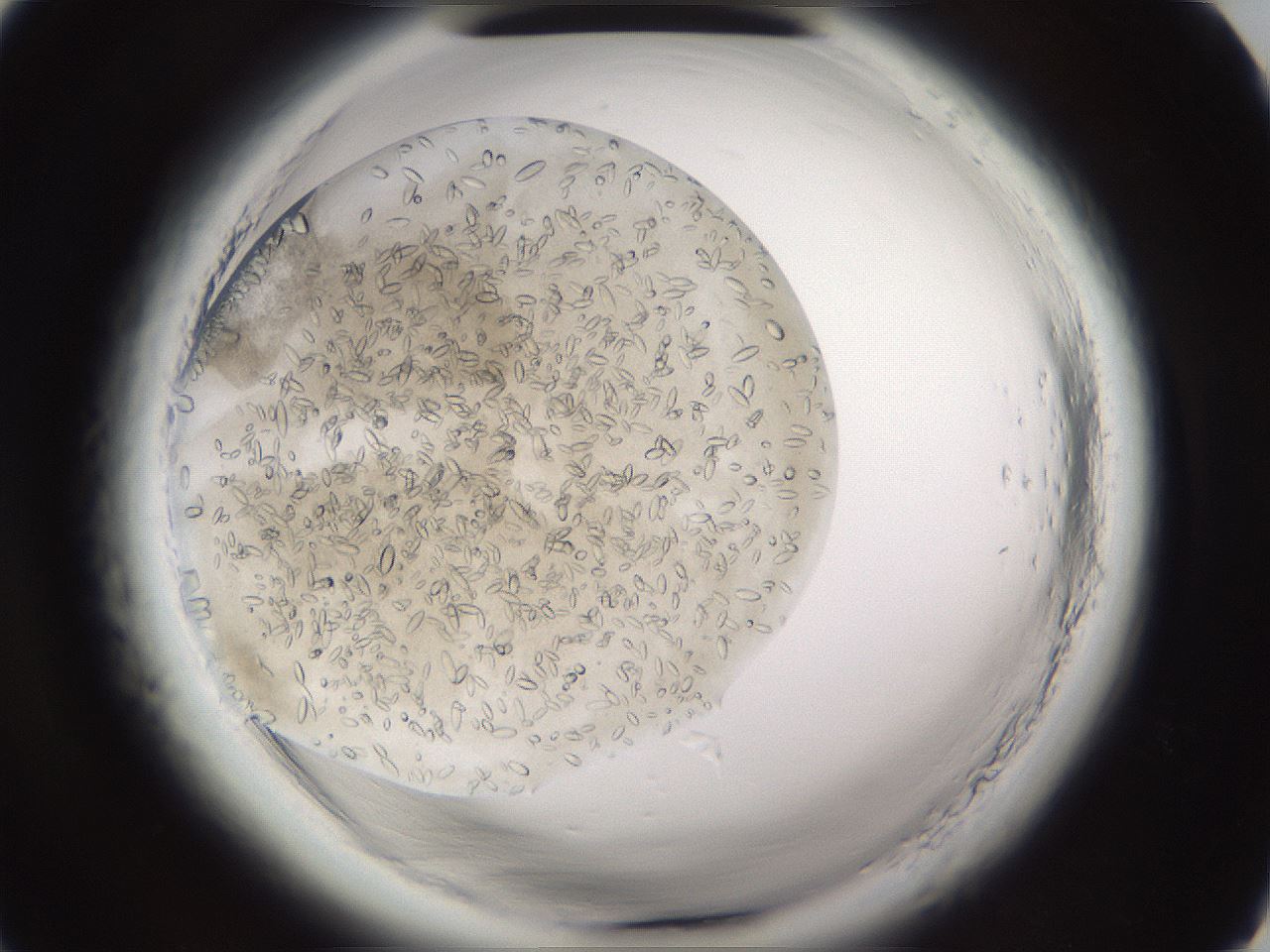 folderID661_plateID1661_batchID6961_wellNum4_profileID1_d1_r110645_ef.jpg