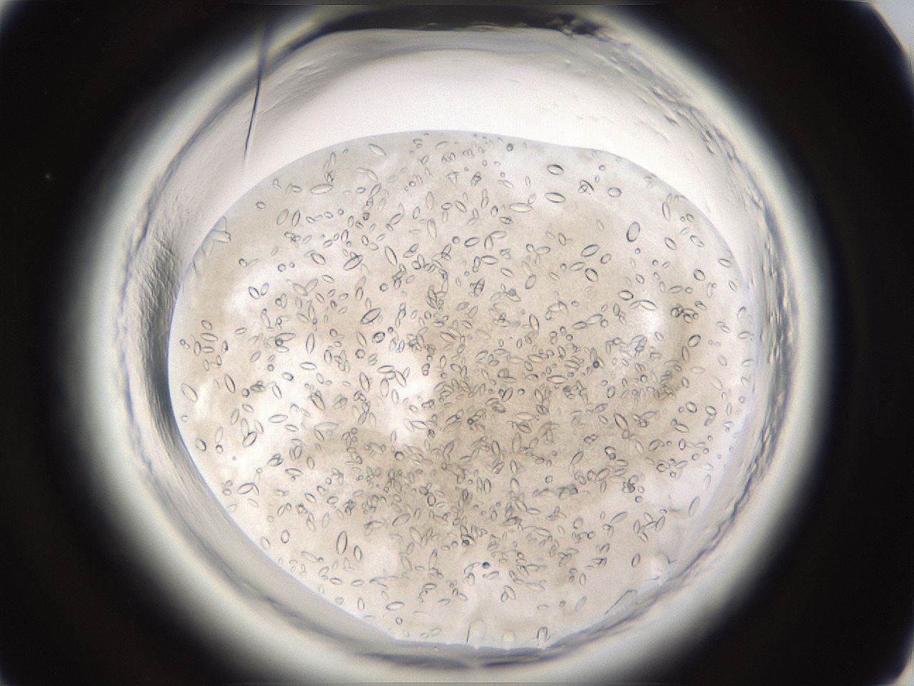 folderID661_plateID1661_batchID6961_wellNum50_profileID1_d1_r110531_ef.jpg