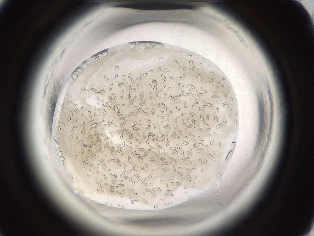 folderID661_plateID1661_batchID6961_wellNum51_profileID1_d1_r110534_ef.jpg