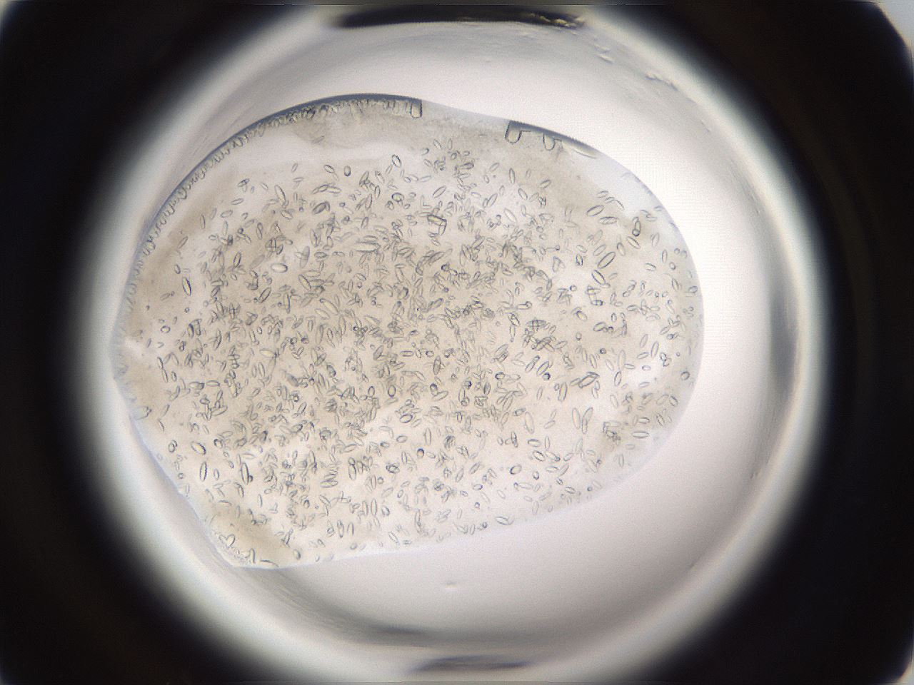 folderID661_plateID1661_batchID6961_wellNum5_profileID1_d1_r110648_ef.jpg