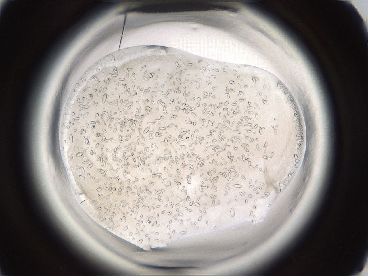 folderID661_plateID1661_batchID6961_wellNum65_profileID1_d1_r110567_ef.jpg