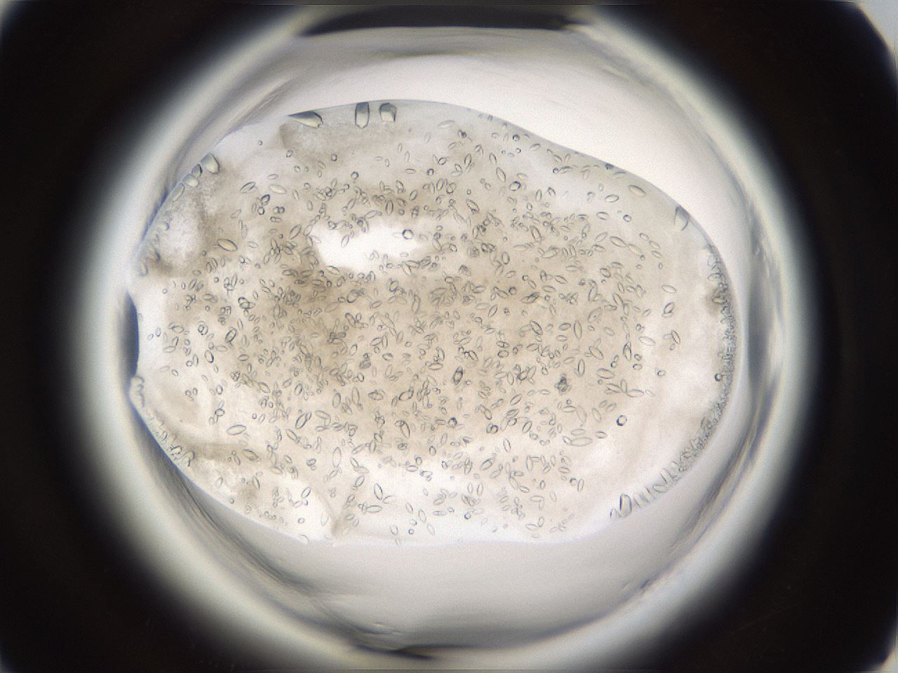 folderID661_plateID1661_batchID6961_wellNum67_profileID1_d1_r110573_ef.jpg