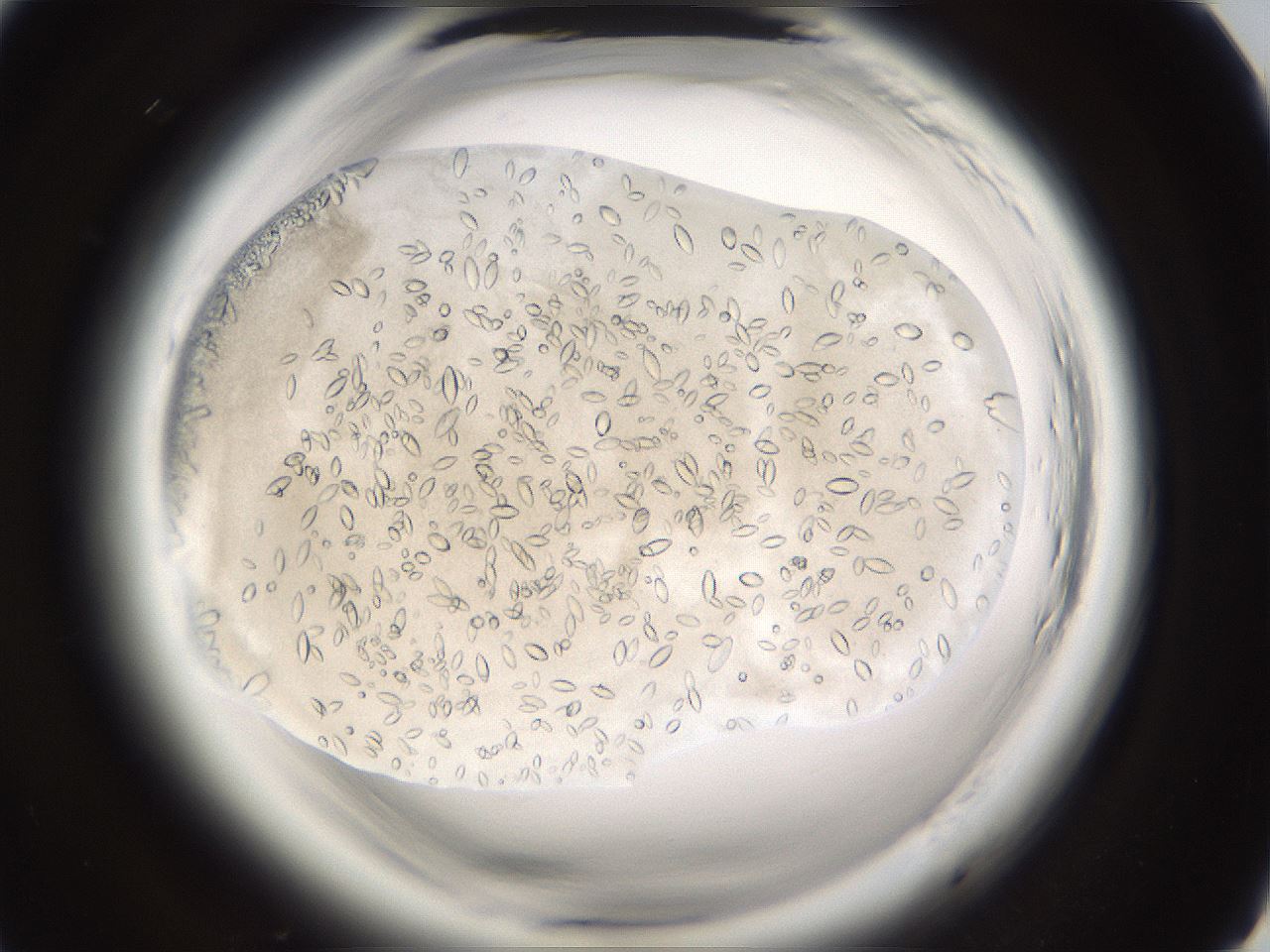 folderID661_plateID1661_batchID6961_wellNum73_profileID1_d1_r110582_ef.jpg