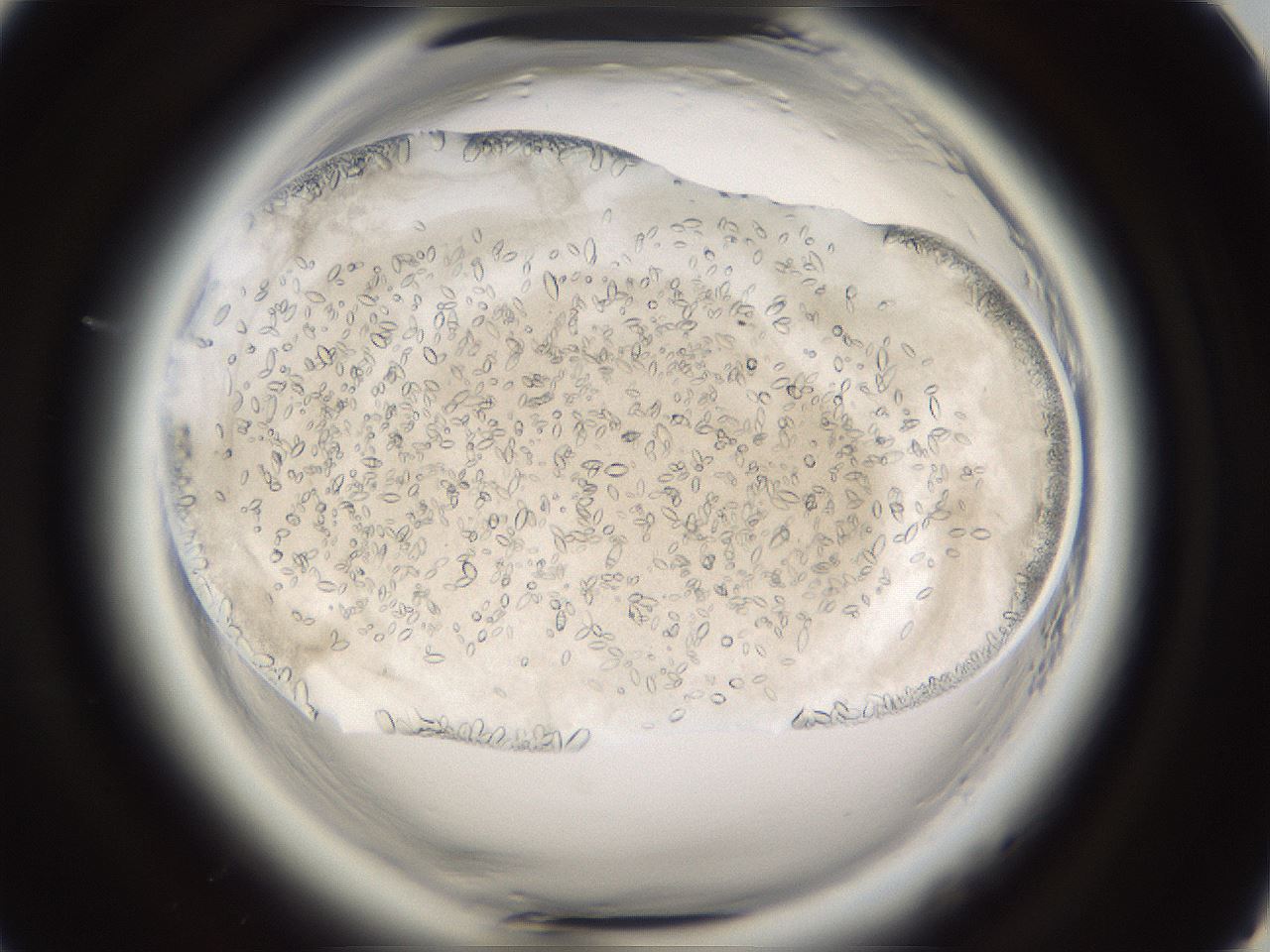 folderID661_plateID1661_batchID6961_wellNum81_profileID1_d1_r110606_ef.jpg