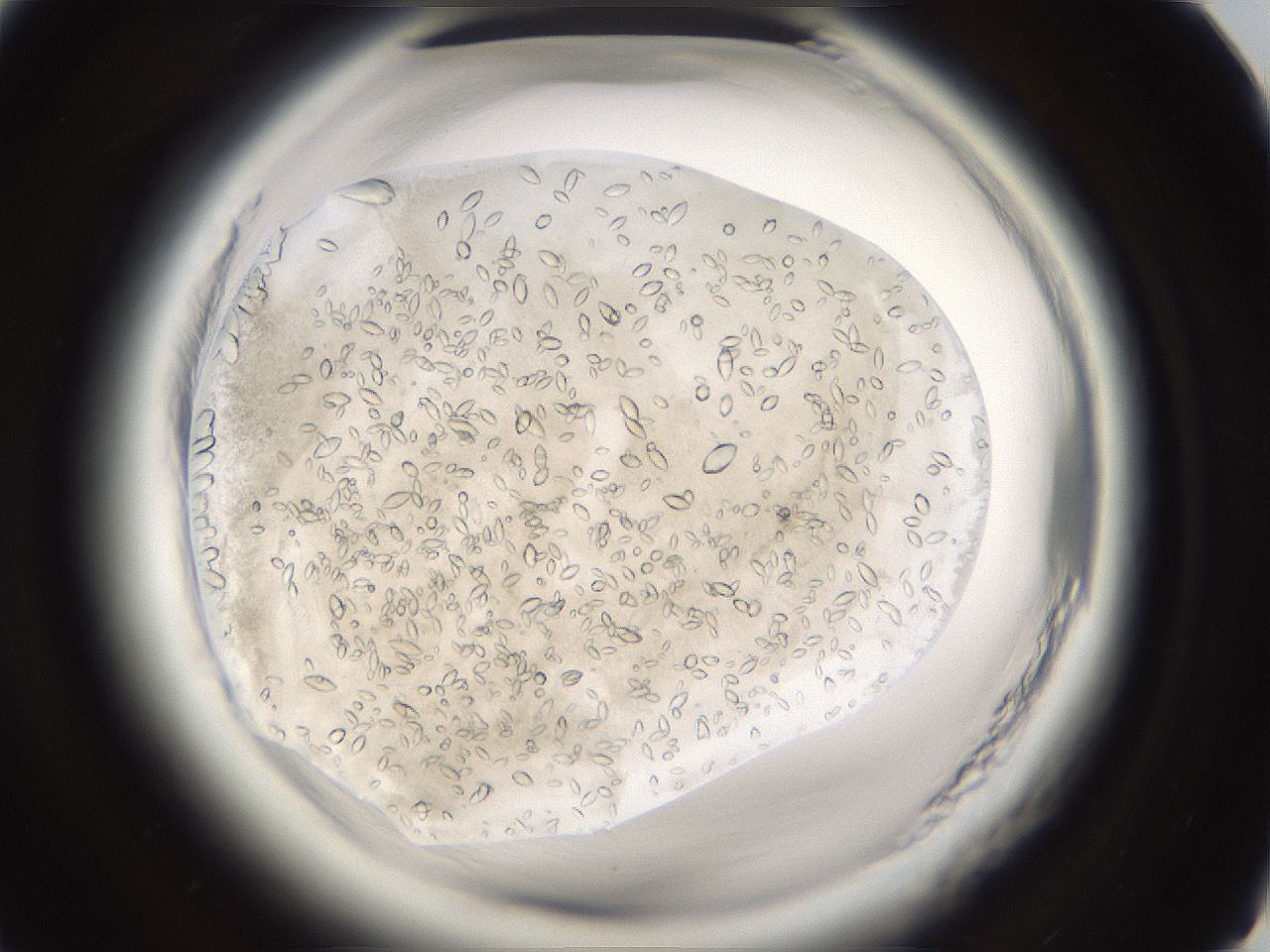 folderID661_plateID1661_batchID6961_wellNum87_profileID1_d1_r110615_ef.jpg
