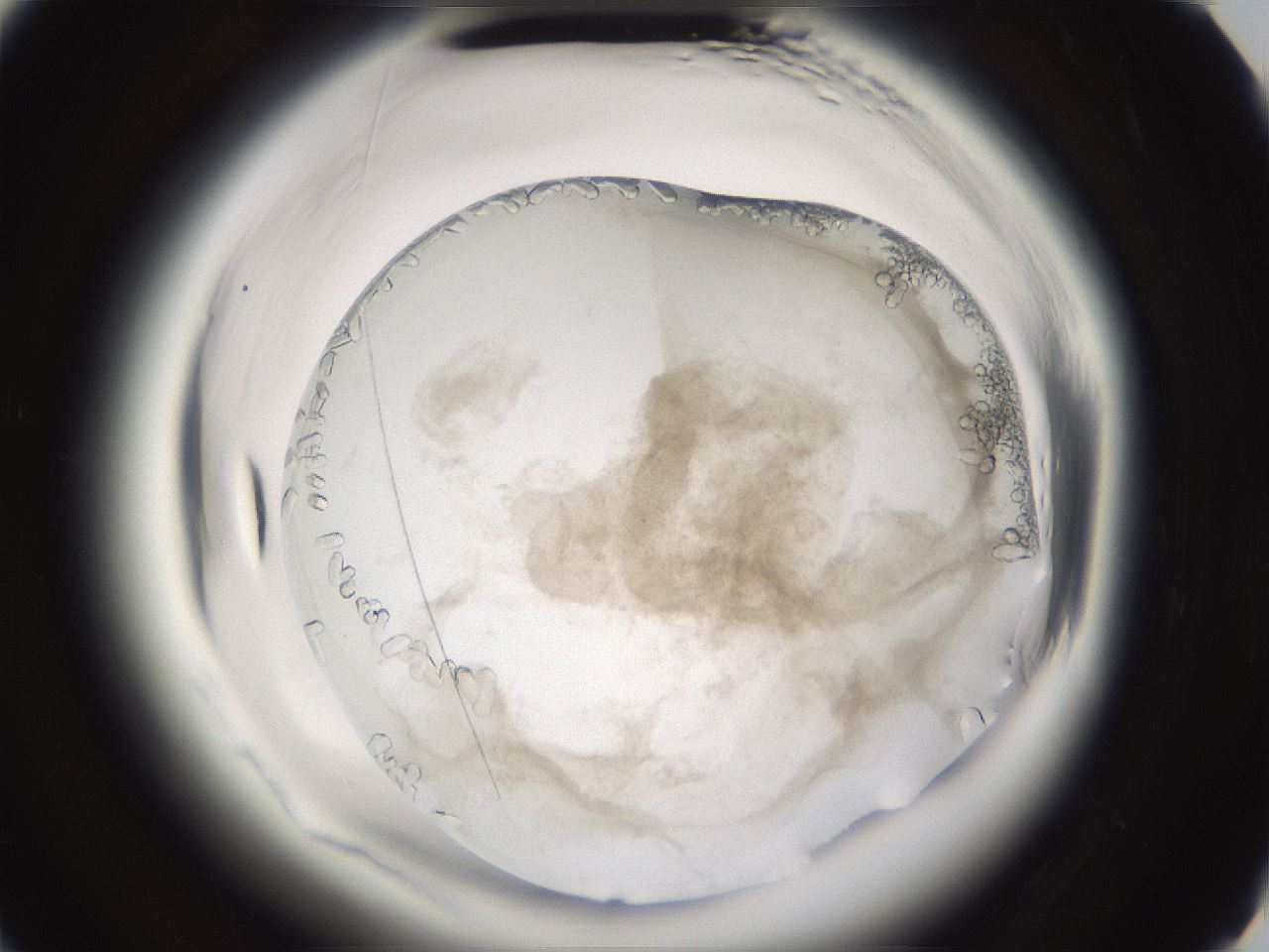 folderID661_plateID1661_batchID6961_wellNum89_profileID1_d3_r110623_ef.jpg
