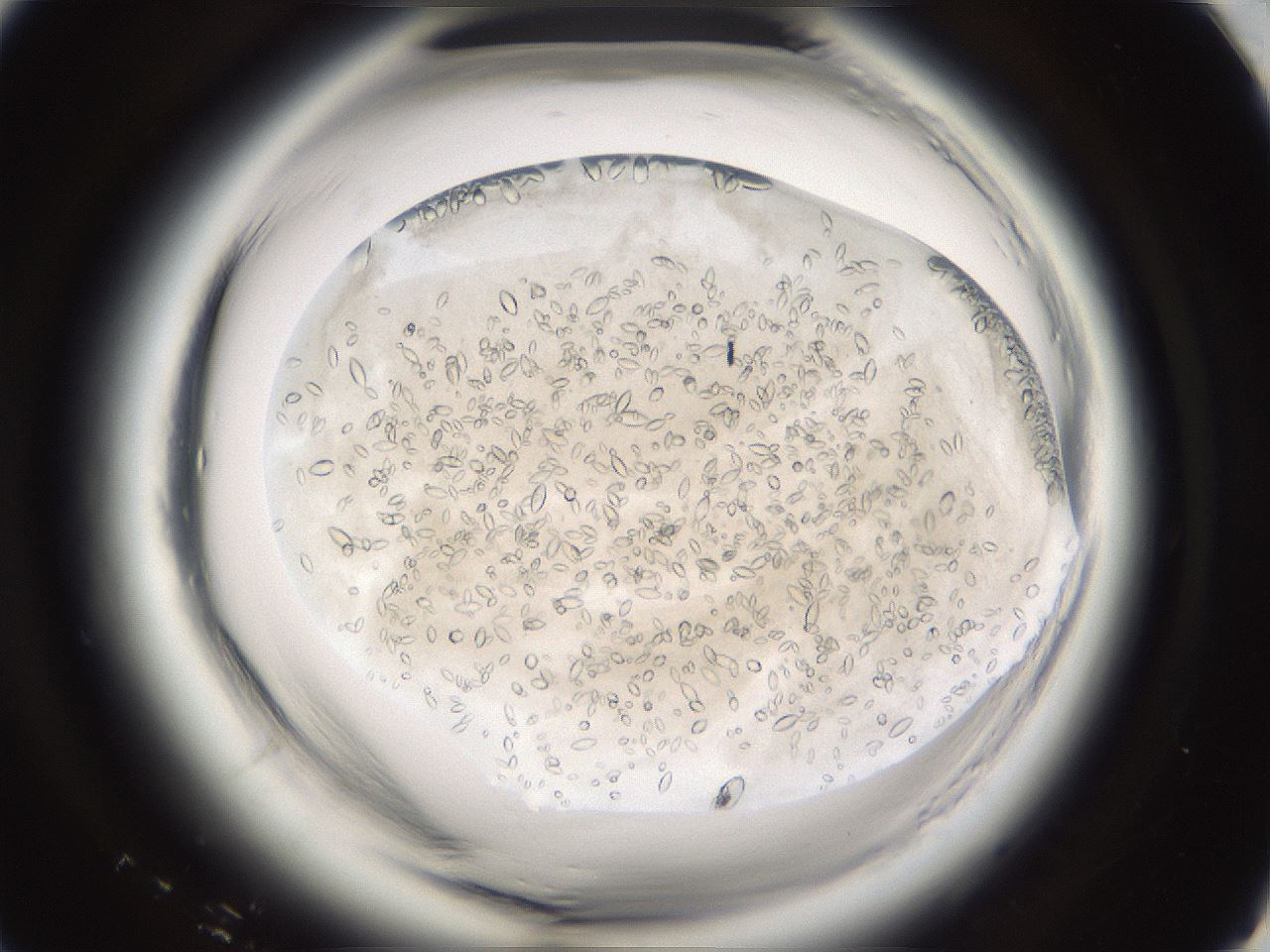 folderID661_plateID1661_batchID6961_wellNum91_profileID1_d1_r110627_ef.jpg