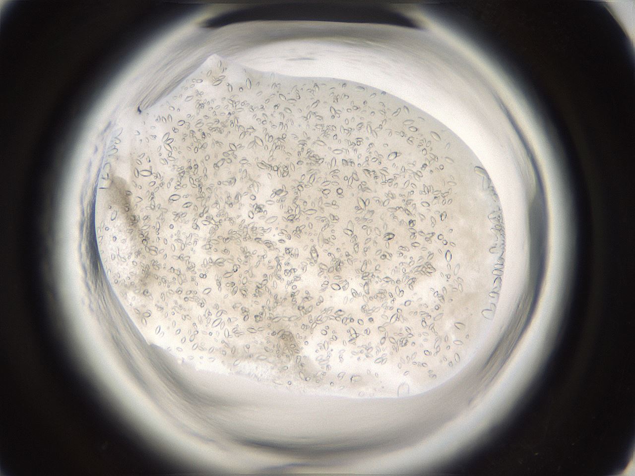 folderID661_plateID1661_batchID6961_wellNum92_profileID1_d1_r110630_ef.jpg
