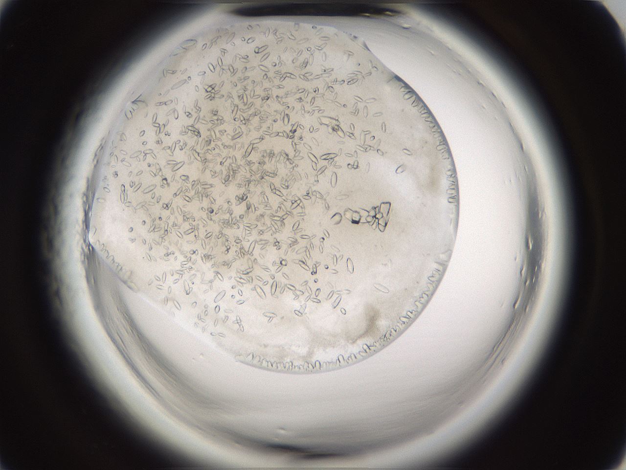 folderID661_plateID1661_batchID6961_wellNum7_profileID1_d1_r110654_ef.jpg