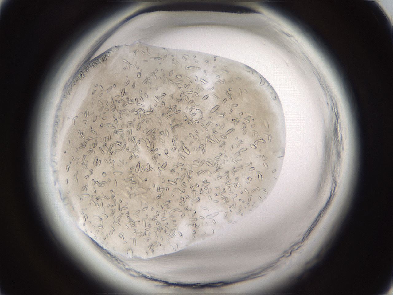 folderID661_plateID1661_batchID6964_wellNum14_profileID1_d1_r110450_ef.jpg