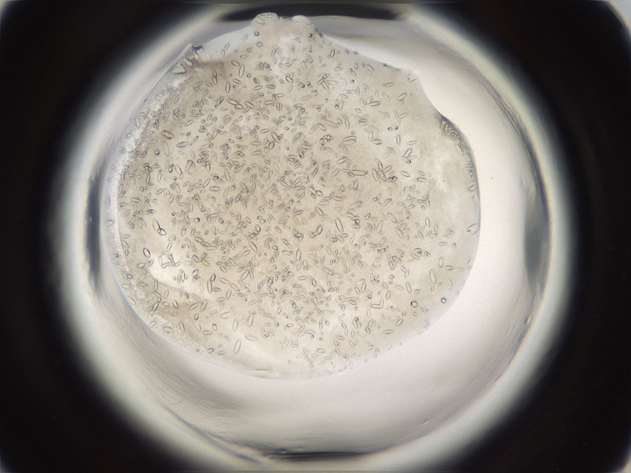 folderID661_plateID1661_batchID6964_wellNum18_profileID1_d1_r110462_ef.jpg