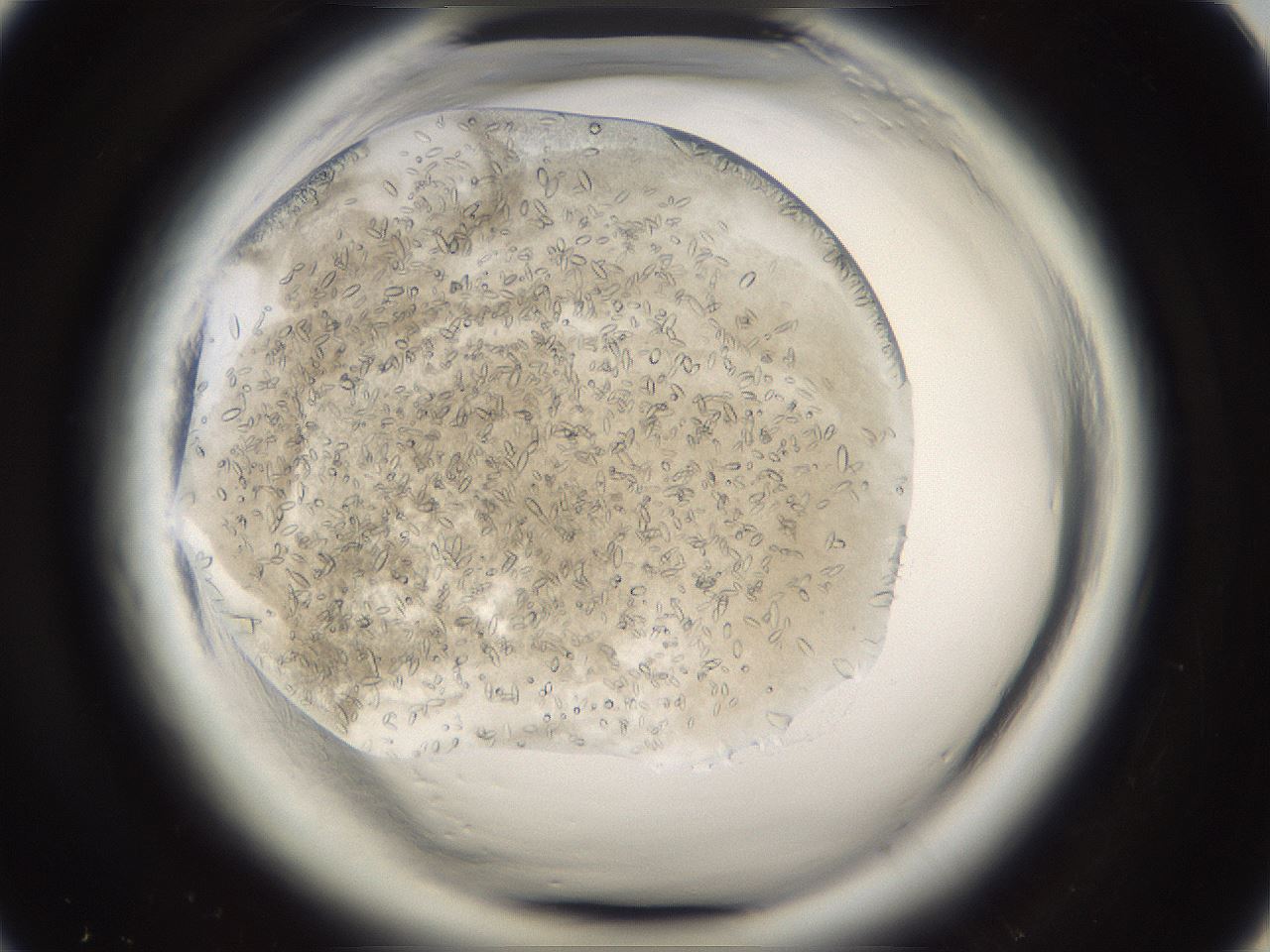 folderID661_plateID1661_batchID6964_wellNum20_profileID1_d1_r110468_ef.jpg
