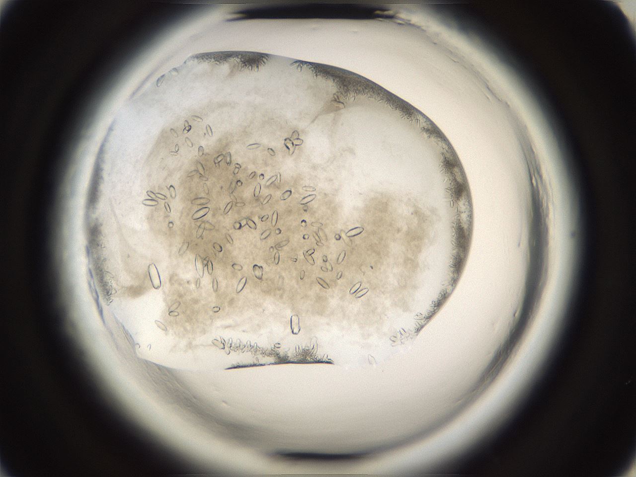 folderID661_plateID1661_batchID6964_wellNum20_profileID1_d2_r110469_ef.jpg